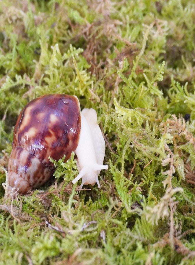 Begeterday Natural Moss for Pet Snails, Perfect Pet Snail Supplies for Maintain The Humidity Levels in The Enclosure - Image 3
